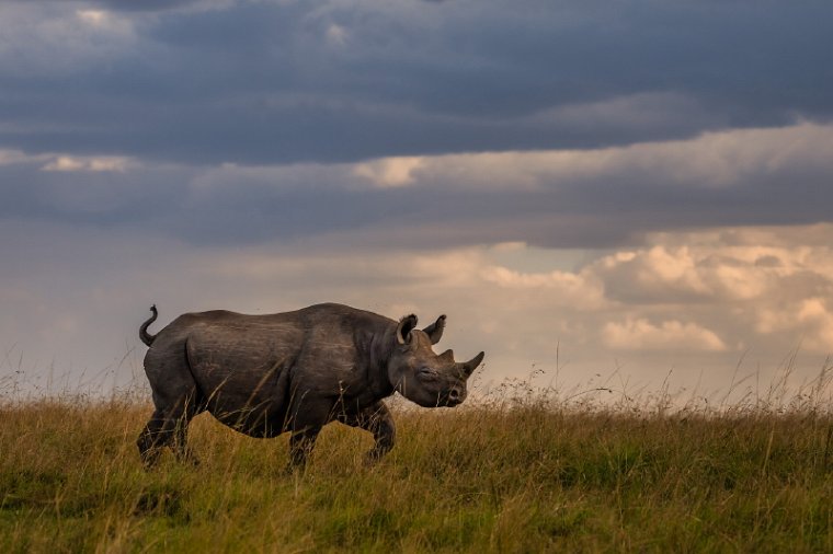 011 Nairobi Nationaal Park.jpg